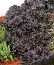 Ajuga reptans black scallop plant with dark low laying foliage in a border.