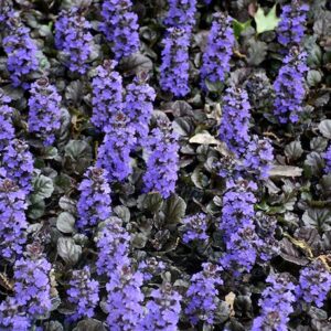 Ajuga reptans black scallop plant with short spikes of blue flowers.