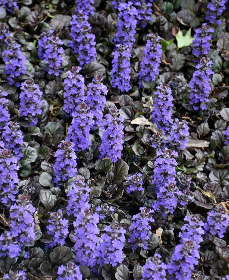 Ajuga reptans black scallop plant with short spikes of blue flowers.
