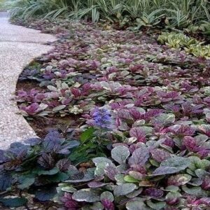 Burgundy glow ajuga bugleweed plant among paving stones in garden.