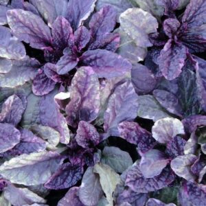 Burgundy glow bugle weed variegated purple and green foliage.