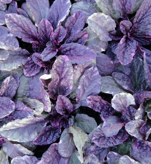 Burgundy glow bugle weed variegated purple and green foliage.