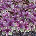 Ajuga reptans burgundy glow bugleweed plant of green and burgundy ground cover foliage.