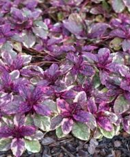 Ajuga reptans burgundy glow bugleweed plant of green and burgundy ground cover foliage.