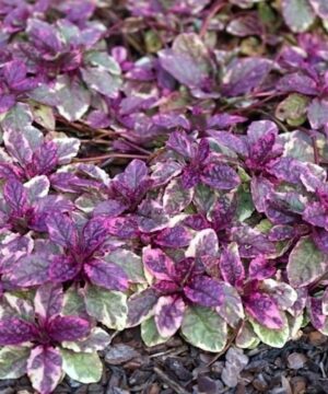 Ajuga reptans burgundy glow bugleweed plant of green and burgundy ground cover foliage.