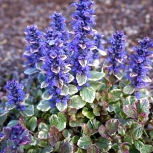 Ajuga reptans burgundy glow flowers of purple blue on short spikes above variegated burgundy and green foliage.
