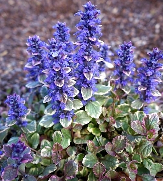 Ajuga reptans burgundy glow flowers of purple blue on short spikes above variegated burgundy and green foliage.