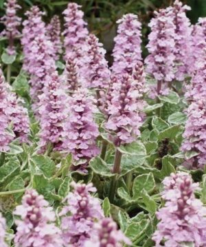 Pink bugleweed pink and white flowers and variegated foliage.