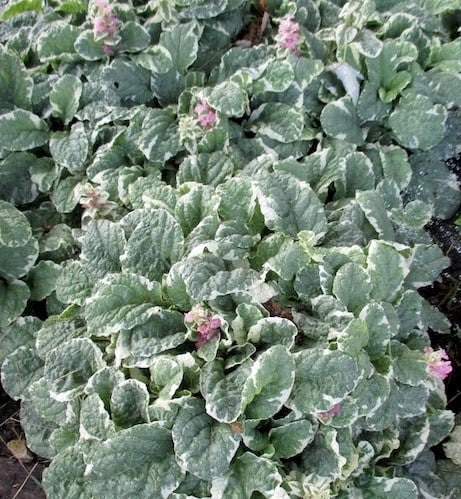 Pink Bugleweed green and white variegated foliage ground cover.