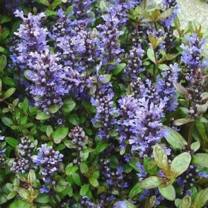 Chocolate chip ajuga  perennial with spikes of purple flowers