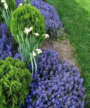 Chocolate chip bugleweed  perennial in a mixed border.
