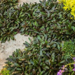 Chocolate chip bugleweed  perennial foliage.