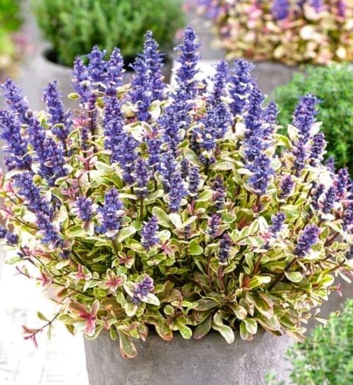 Ajuga tenorei princess nadia variegated foliage plant with purple flowers in a pot.