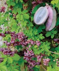 Chocolate vine with purple and maroon flowers.