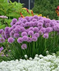 Millennium ornamental onion plant with tall purple round heads above slender