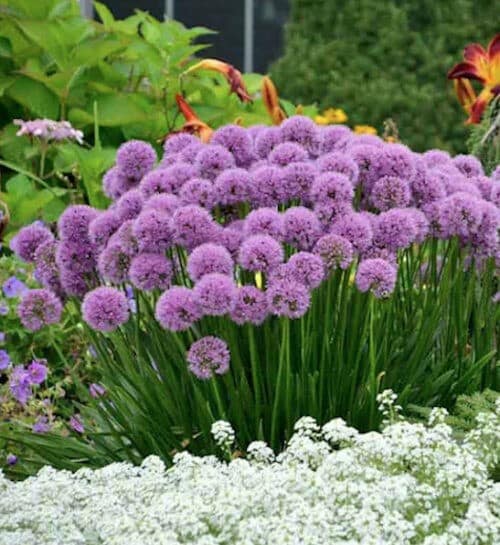 Millennium ornamental onion plant with tall purple round heads above slender
