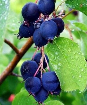 Smokey saskatoon berry bunch on the stem