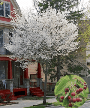 Amelanchier laevis serviceberry tree covered in white blooms