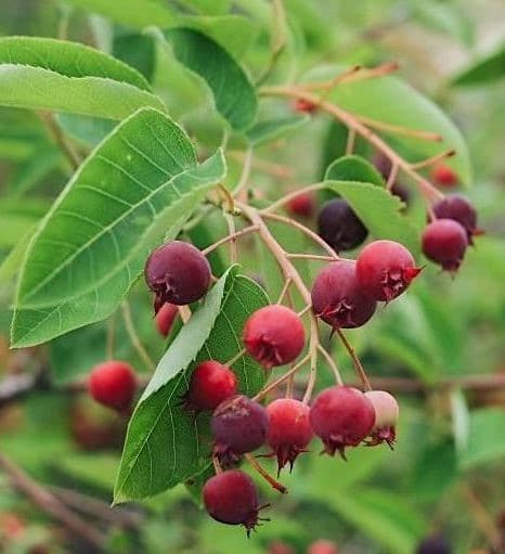 with an inset of berries on the stem.