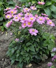 Anenome curtain call pink flowers with yellow centers