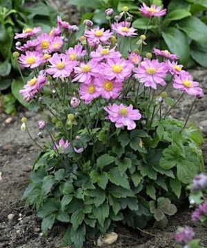 Anenome curtain call pink flowers with yellow centers