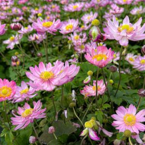Anemone curtain call pink flowers planted en masse.