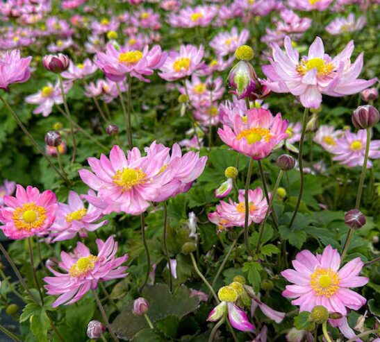 anemone curtain call pink-dwarf-japanese anenome flowers Anemone curtain call pink flowers planted en masse.