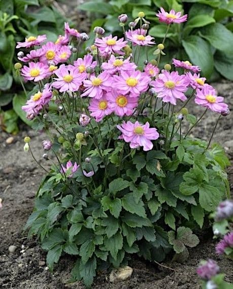 Anenome curtain call pink flowers with yellow centers