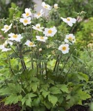 White Japanese anenome compact plant with green lobed leaves