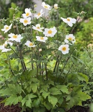 White Japanese anenome compact plant with green lobed leaves