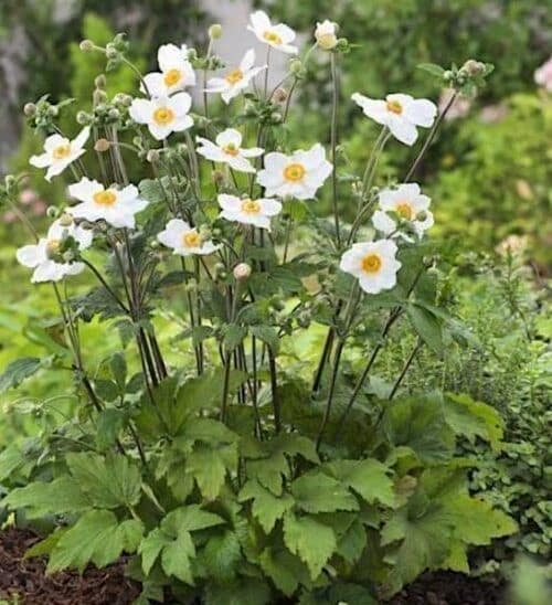 White Japanese anenome compact plant with green lobed leaves