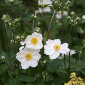 and white flowers on tall stems.