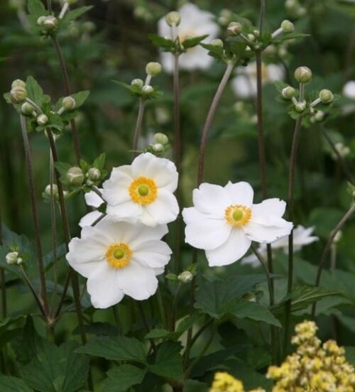 White japanese anemone | Honorine jobert japanese anemone blooms and white flowers on tall stems.