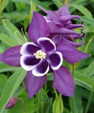 Winky purple and white columbine bloom against green foliage.