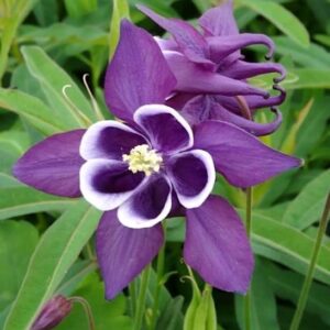 Winky purple and white columbine bloom against green foliage.