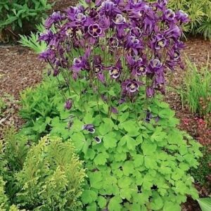Winky purple and white columbine blooms high above mound of green foliage.