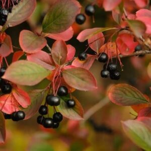 Galicjanka Aronia dark berries against colourful fall foliage.