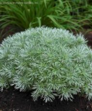 Silver mound artemisia - a tight mounding green leaved plant.