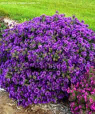 Grape Crush aster in a large mound