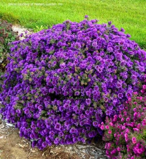 Grape Crush aster in a large mound