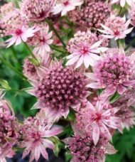 Pink astrantia star shaped pink