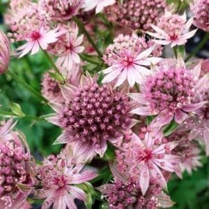 Pink astrantia star shaped pink