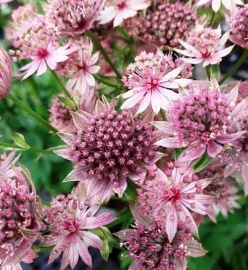 Pink astrantia star shaped pink