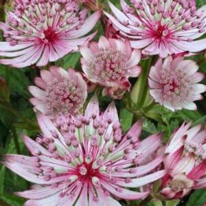 white and dark pink onion flowers.