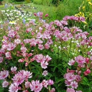Pink Astrantia flowers fully open.