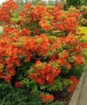 Orange azalea medium sized green shrub