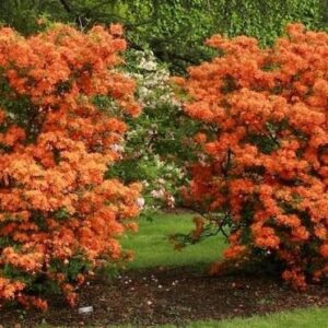 full of large orange flowers.