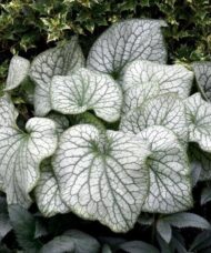 Siberian Bugloss plant with giant heart shaped leaves in green and silver with a spray of tiny blue flowers.