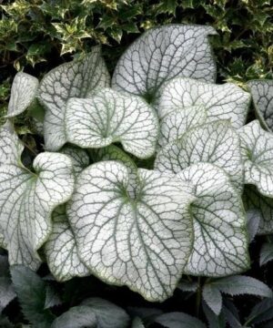Siberian Bugloss plant with giant heart shaped leaves in green and silver with a spray of tiny blue flowers.