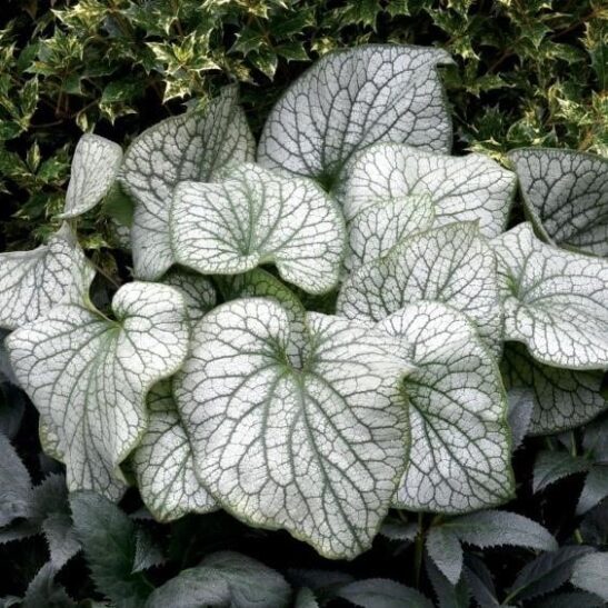 Siberian Bugloss plant with giant heart shaped leaves in green and silver with a spray of tiny blue flowers.